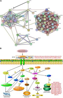 Proteomic Studies on the Mechanism of Myostatin Regulating Cattle Skeletal Muscle Development